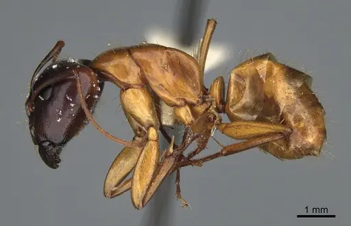 Camponotus sansabeanus specimen CASENT0923697 image casent0923697_3