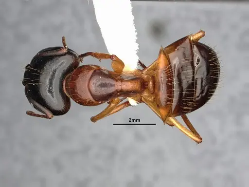 Camponotus sansabeanus specimen CASENT4031321 image casent4031321_1