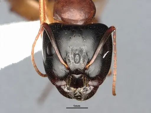 Camponotus sansabeanus specimen CASENT4031321 image casent4031321_2