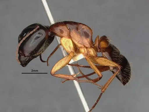 Camponotus sansabeanus specimen CASENT4031321 image casent4031321_3