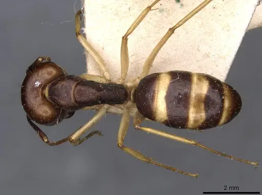 Camponotus santosi specimen CASENT0910016 image casent0910016_1