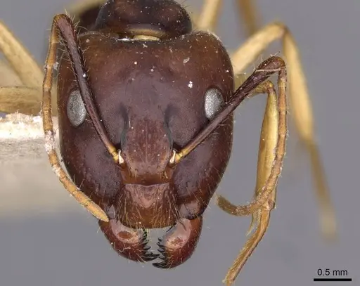 Camponotus santosi specimen CASENT0910016 image casent0910016_2