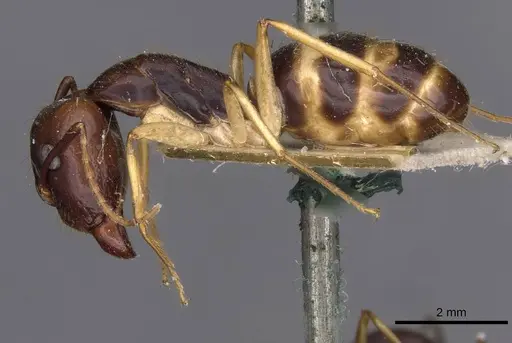 Camponotus santosi specimen CASENT0910016 image casent0910016_3