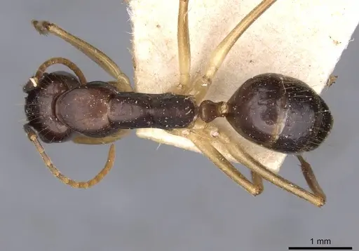 Camponotus santosi specimen CASENT0910017 image casent0910017_1