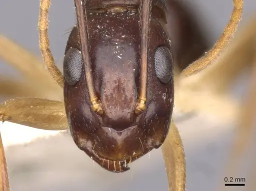 Camponotus santosi specimen CASENT0910017 image casent0910017_2