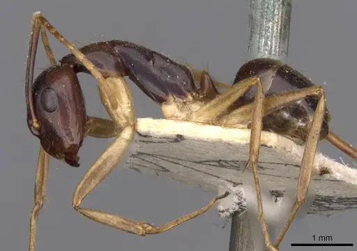 Camponotus santosi specimen CASENT0910017 image casent0910017_3