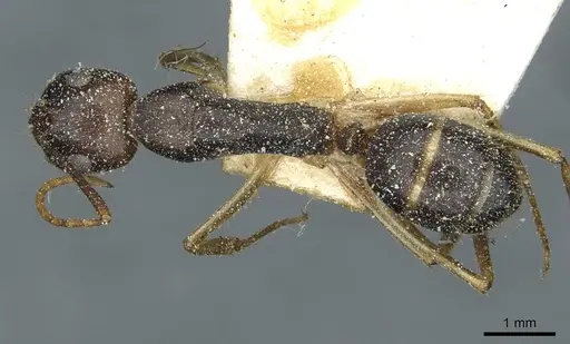 Camponotus santosi specimen CASENT0912040 image casent0912040_1
