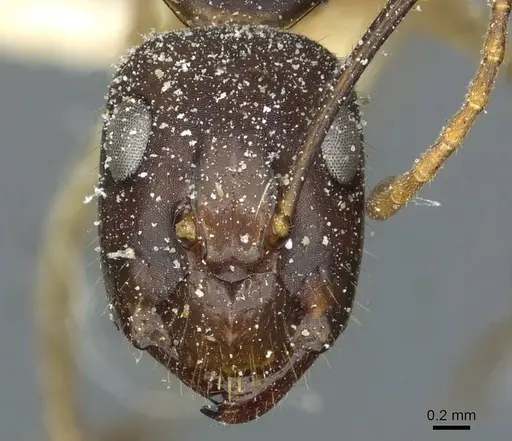 Camponotus santosi specimen CASENT0912040 image casent0912040_2