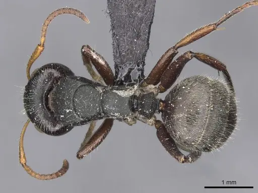 Camponotus santschii specimen CASENT0910740 image casent0910740_1