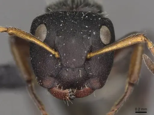 Camponotus santschii specimen CASENT0910740 image casent0910740_2