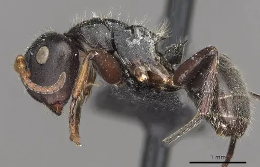 Camponotus santschii specimen CASENT0910740 image casent0910740_3