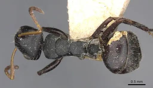 Camponotus santschii specimen CASENT0910741 image casent0910741_1