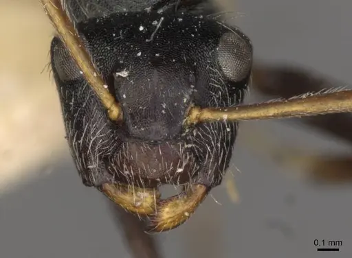 Camponotus santschii specimen CASENT0910741 image casent0910741_2