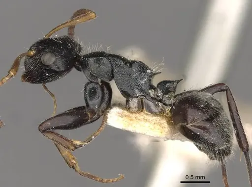 Camponotus santschii specimen CASENT0910741 image casent0910741_3