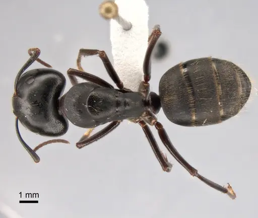Camponotus saxatilis specimen CASENT0882046 image casent0882046_1