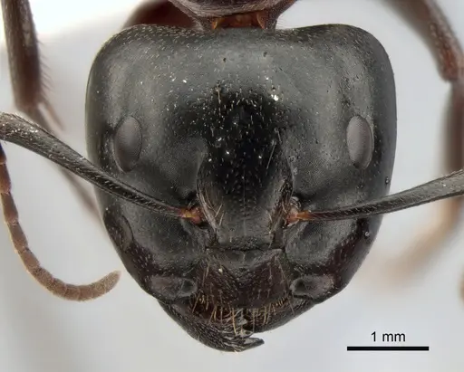 Camponotus saxatilis specimen CASENT0882046 image casent0882046_2