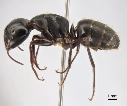 Camponotus saxatilis specimen CASENT0882046 image casent0882046_3