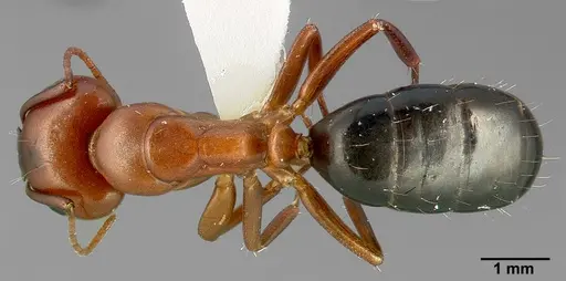 Camponotus sayi specimen CASENT0005351 image casent0005351_1