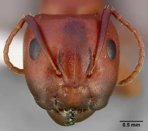 Camponotus sayi specimen CASENT0005351 image casent0005351_2