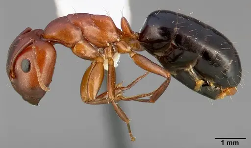 Camponotus sayi specimen CASENT0005351 image casent0005351_3