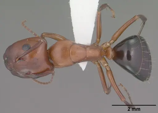 Camponotus sayi specimen CASENT0102781 image casent0102781_1
