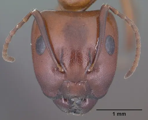 Camponotus sayi specimen CASENT0102781 image casent0102781_2
