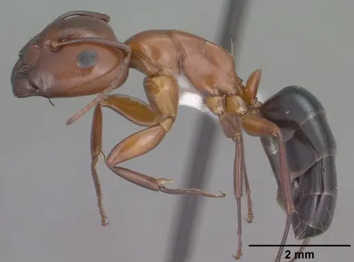 Camponotus sayi specimen CASENT0102781 image casent0102781_3