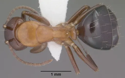 Camponotus sayi specimen CASENT0102782 image casent0102782_1