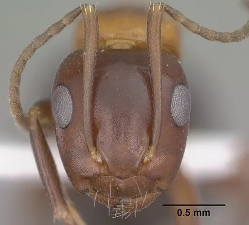 Camponotus sayi specimen CASENT0102782 image casent0102782_2