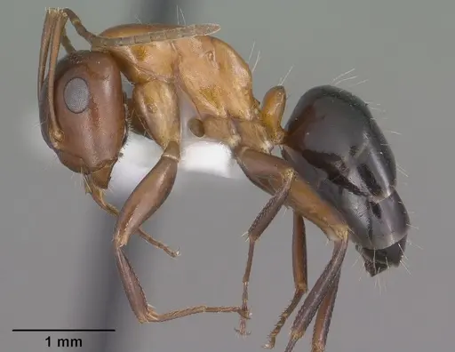Camponotus sayi specimen CASENT0102782 image casent0102782_3