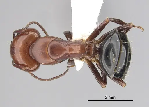 Camponotus sayi specimen CASENT0249377 image casent0249377_1