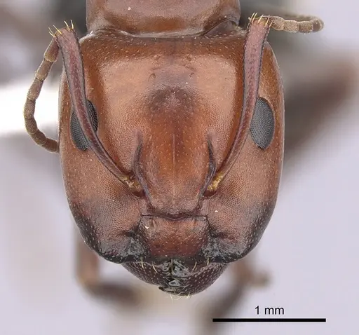 Camponotus sayi specimen CASENT0249377 image casent0249377_2