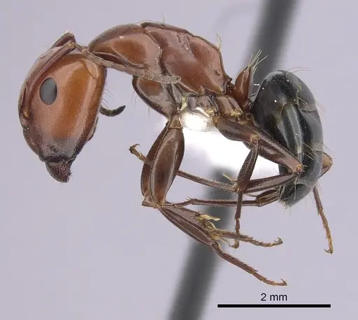 Camponotus sayi specimen CASENT0249377 image casent0249377_3