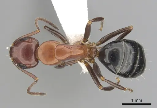 Camponotus sayi specimen CASENT0249406 image casent0249406_1