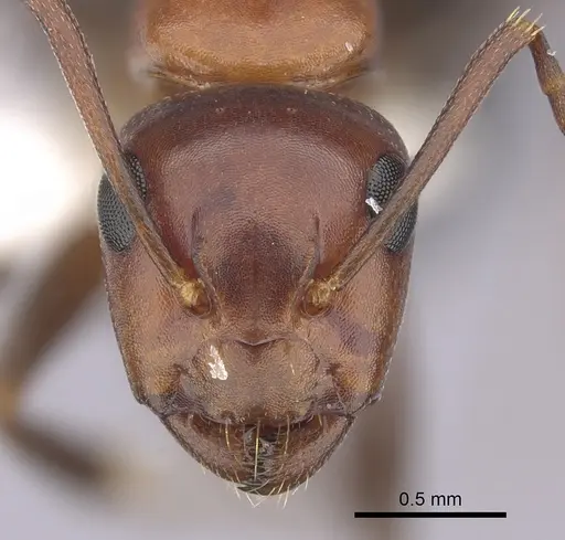 Camponotus sayi specimen CASENT0249406 image casent0249406_2