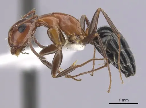Camponotus sayi specimen CASENT0249406 image casent0249406_3