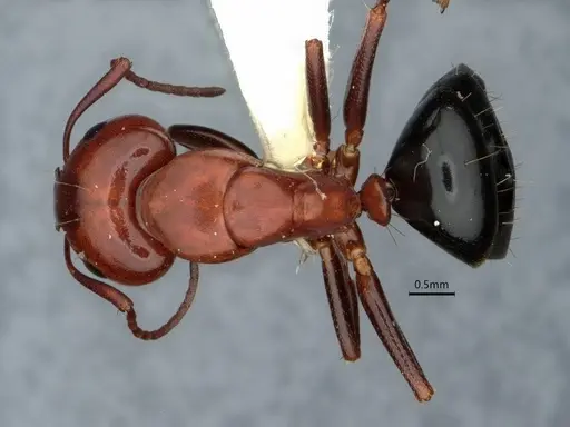 Camponotus sayi specimen CASENT0882059 image casent0882059_1