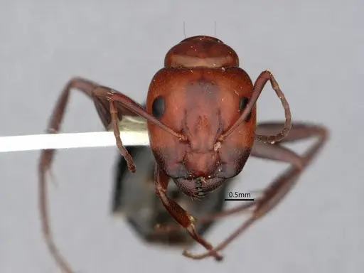 Camponotus sayi specimen CASENT0882059 image casent0882059_2