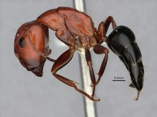 Camponotus sayi specimen CASENT0882059 image casent0882059_3