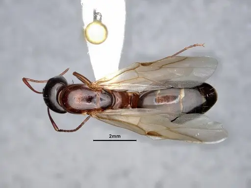 Camponotus sayi specimen CASENT0883104 image casent0883104_1