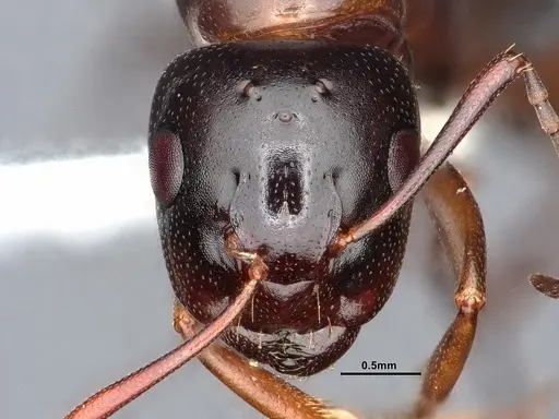 Camponotus sayi specimen CASENT0883104 image casent0883104_2