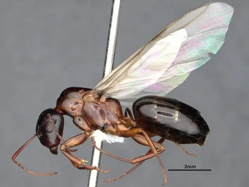 Camponotus sayi specimen CASENT0883104 image casent0883104_3