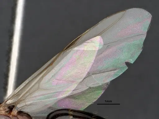Camponotus sayi specimen CASENT0883104 image casent0883104_4