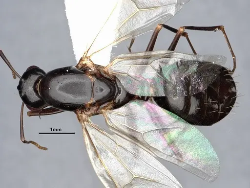 Camponotus sayi specimen CASENT0884382 image casent0884382_1