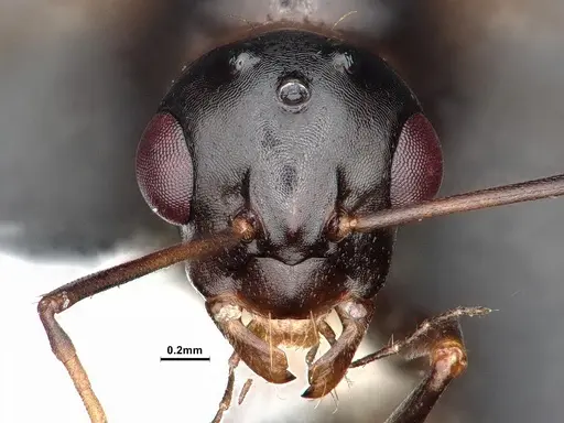Camponotus sayi specimen CASENT0884382 image casent0884382_2