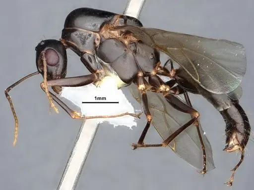 Camponotus sayi specimen CASENT0884382 image casent0884382_3