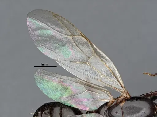 Camponotus sayi specimen CASENT0884382 image casent0884382_4