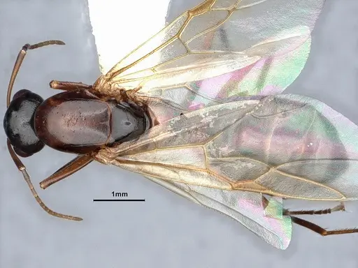 Camponotus sayi specimen CASENT0884383 image casent0884383_1