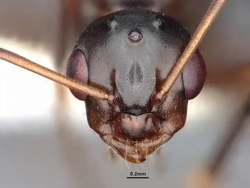 Camponotus sayi specimen CASENT0884383 image casent0884383_2