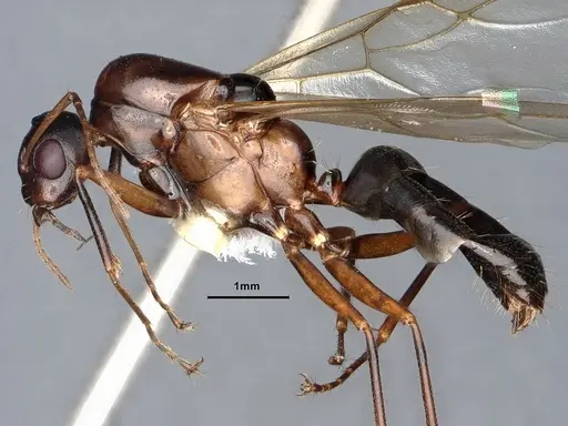 Camponotus sayi specimen CASENT0884383 image casent0884383_3